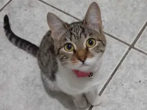 Gato raça SRD-ViraLata idade 2 a 6 meses nome Ariel