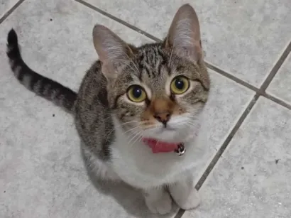 Gato raça SRD-ViraLata idade 2 a 6 meses nome Ariel