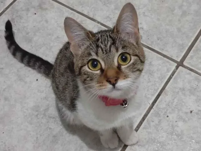Gato ra a SRD-ViraLata idade 2 a 6 meses nome Ariel