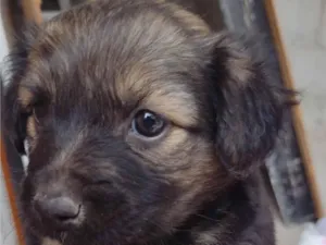 Cachorro raça SRD-ViraLata idade Abaixo de 2 meses nome Sem nome
