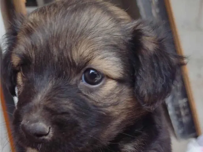 Cachorro ra a SRD-ViraLata idade Abaixo de 2 meses nome Sem nome