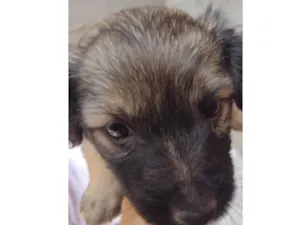 Cachorro raça SRD-ViraLata idade Abaixo de 2 meses nome Sem nome