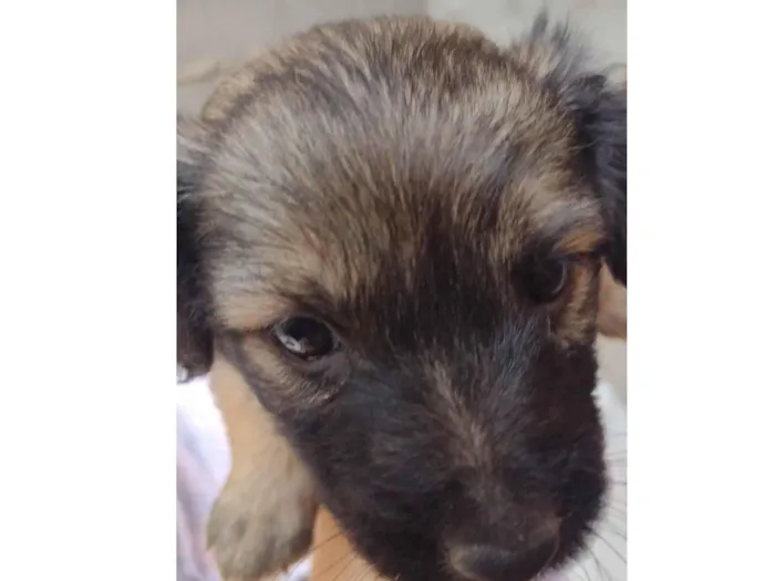 Cachorro ra a SRD-ViraLata idade Abaixo de 2 meses nome Sem nome