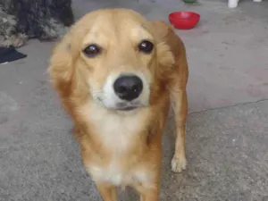 Cachorro raça SRD-ViraLata idade 1 ano nome Liz