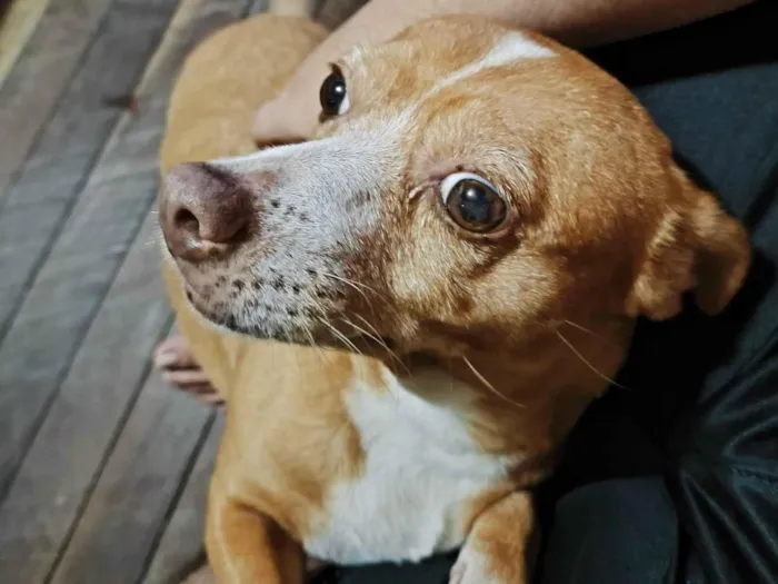 Cachorro ra a SRD-ViraLata idade 6 ou mais anos nome Nina