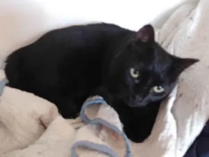 Gato raça SRD-ViraLata idade 6 ou mais anos nome Pitinha