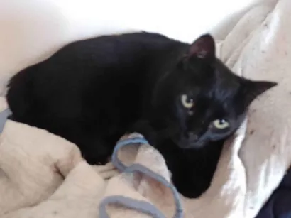 Gato raça SRD-ViraLata idade 6 ou mais anos nome Pitinha