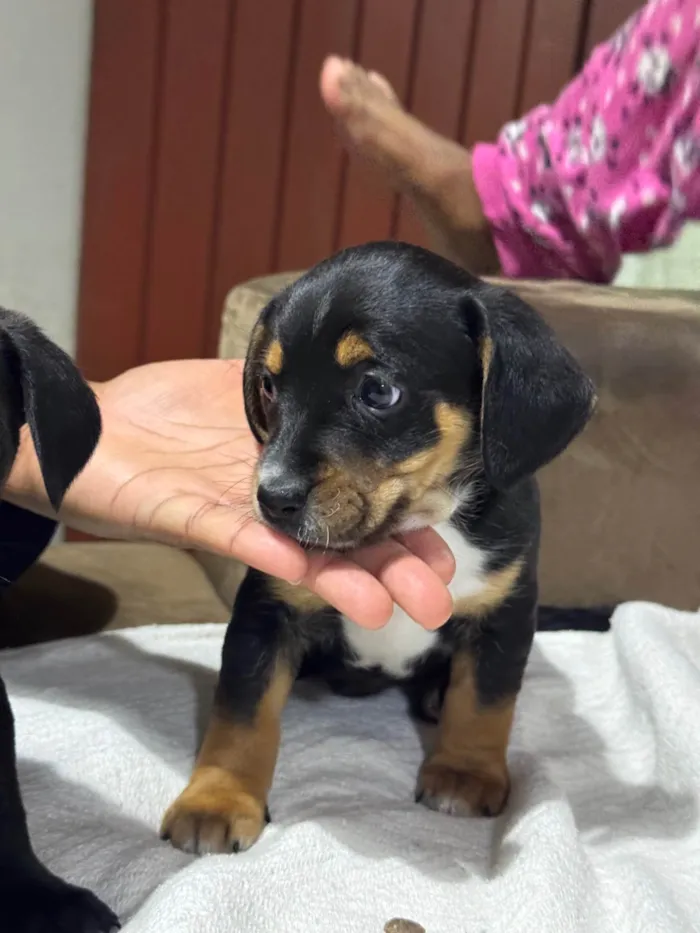 Cachorro ra a SRD-ViraLata idade Abaixo de 2 meses nome Filhote