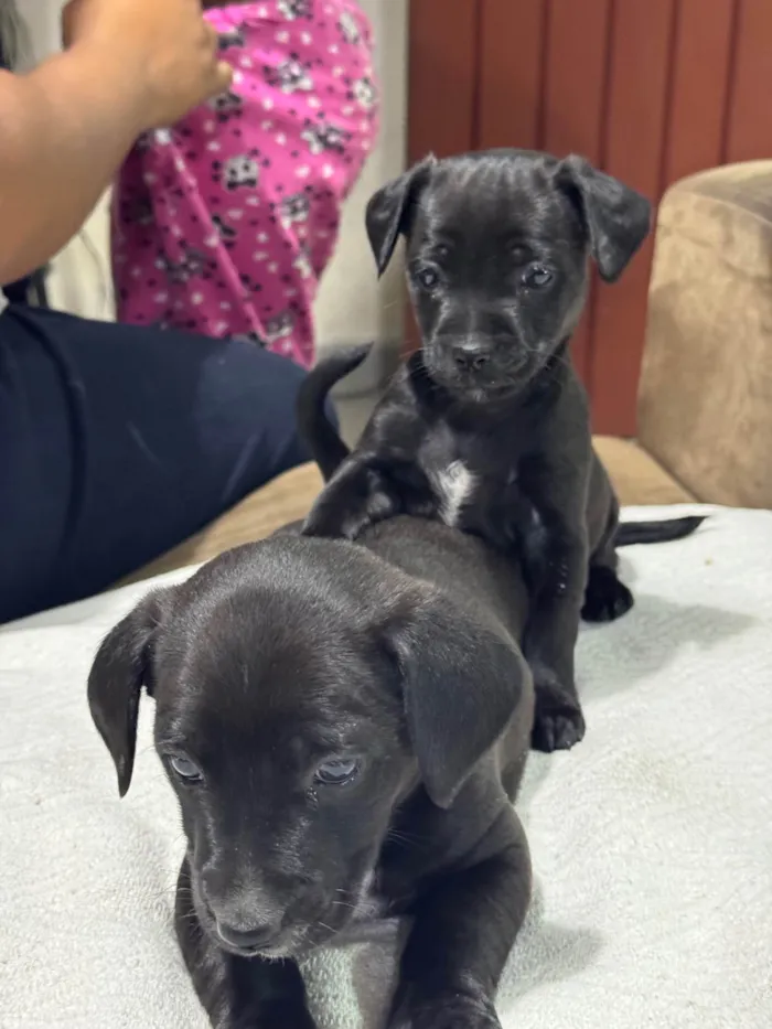 Cachorro ra a SRD-ViraLata idade Abaixo de 2 meses nome Filhote