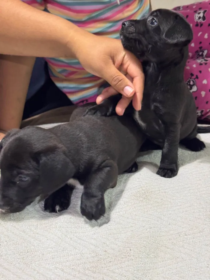 Cachorro ra a SRD-ViraLata idade Abaixo de 2 meses nome Filhote