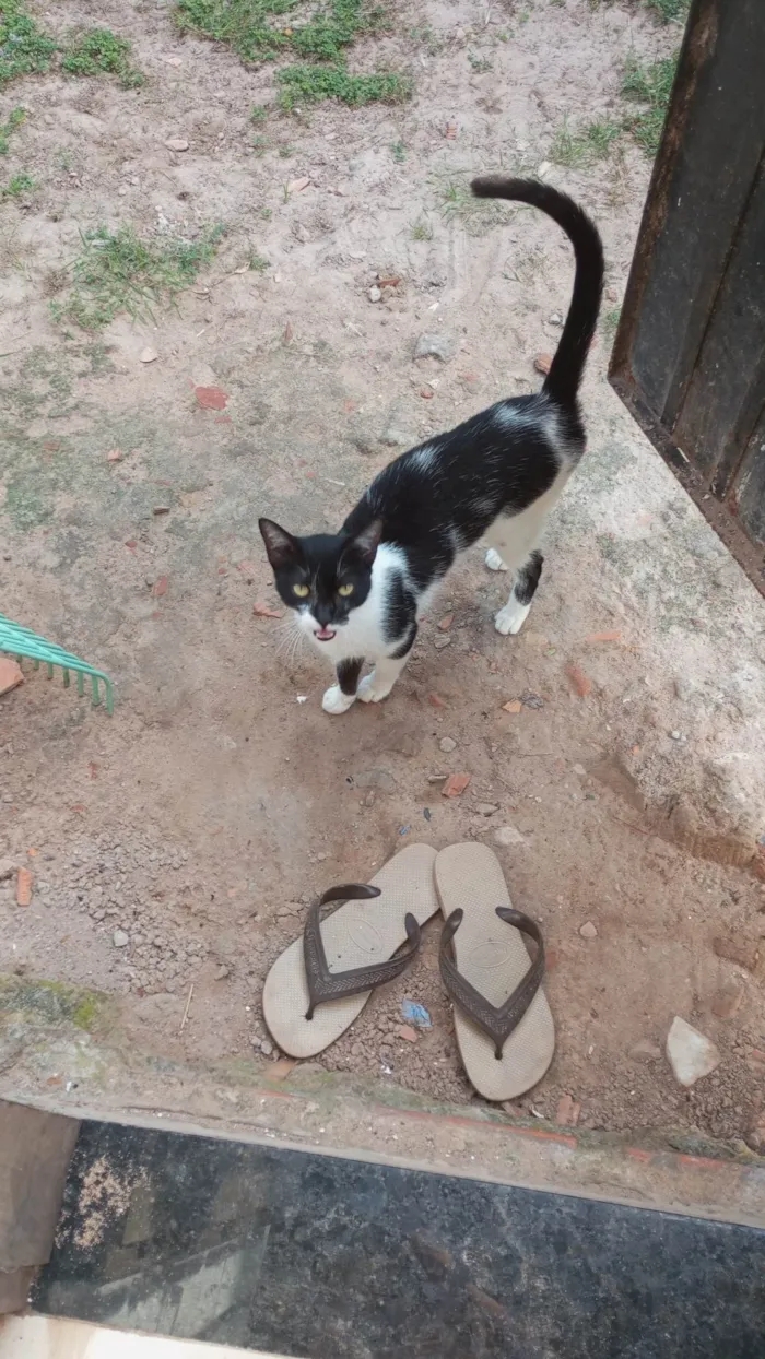 Gato ra a Siamês idade Abaixo de 2 meses nome Lela