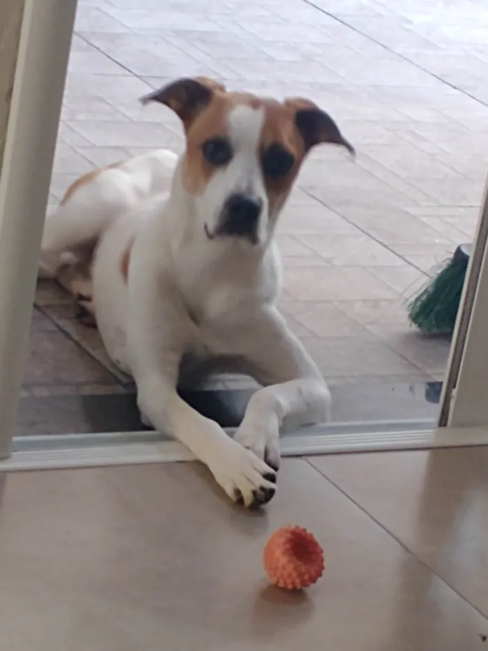 Cachorro ra a SRD-ViraLata idade 1 ano nome Max