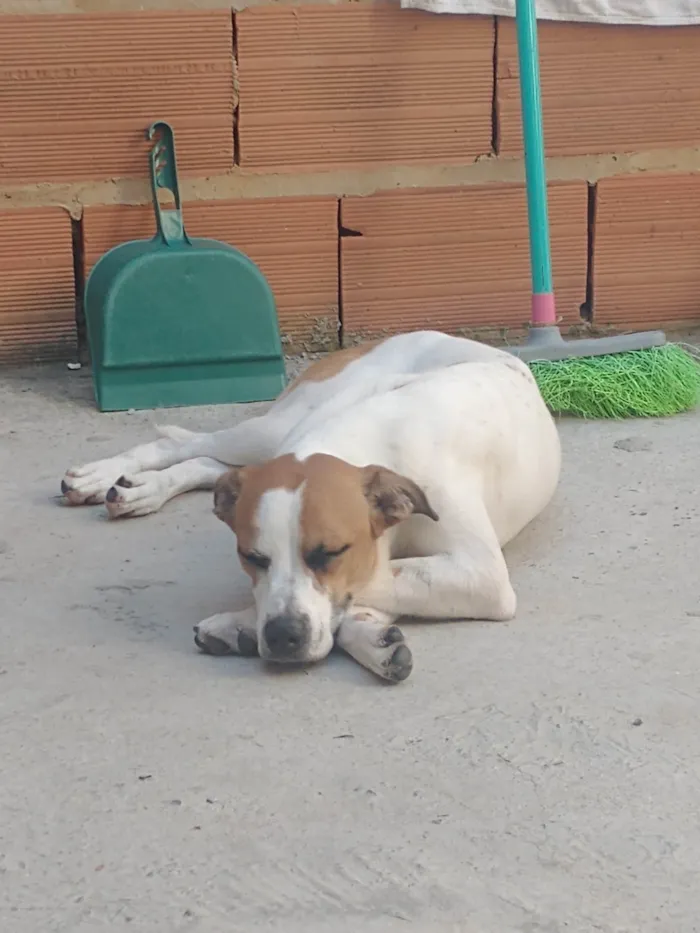 Cachorro ra a SRD-ViraLata idade 1 ano nome Max