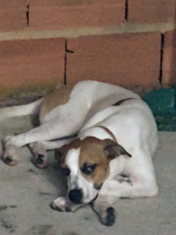Cachorro ra a SRD-ViraLata idade 1 ano nome Max