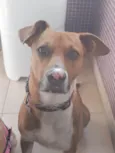 Chico