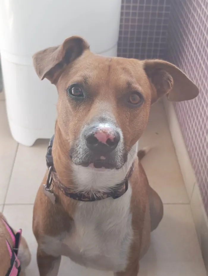 Cachorro ra a SRD-ViraLata idade 3 anos nome Chico