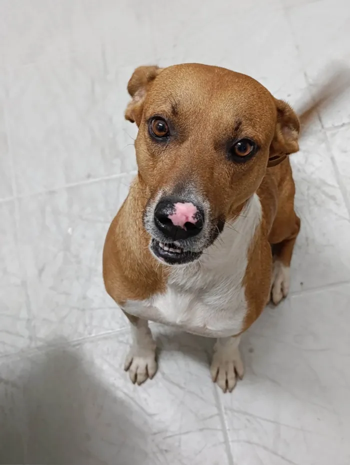 Cachorro ra a SRD-ViraLata idade 3 anos nome Chico