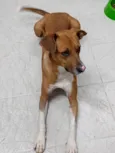 Chico