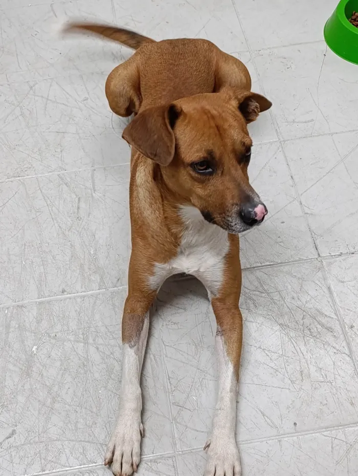 Cachorro ra a SRD-ViraLata idade 3 anos nome Chico