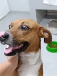 Chico