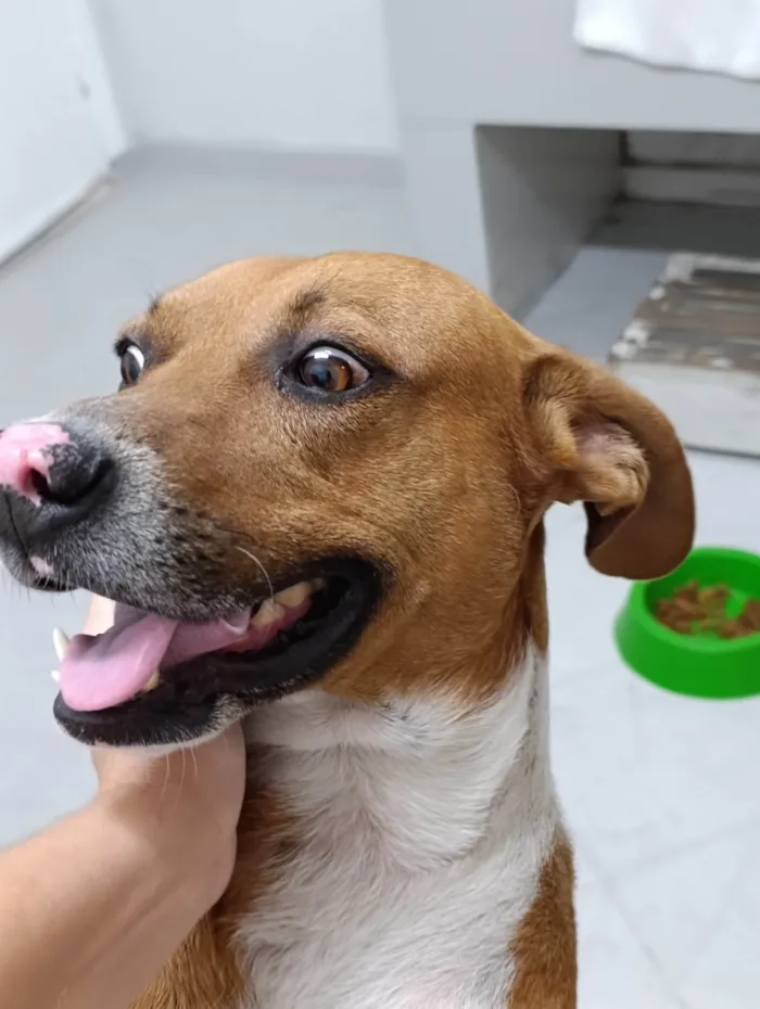 Cachorro ra a SRD-ViraLata idade 3 anos nome Chico