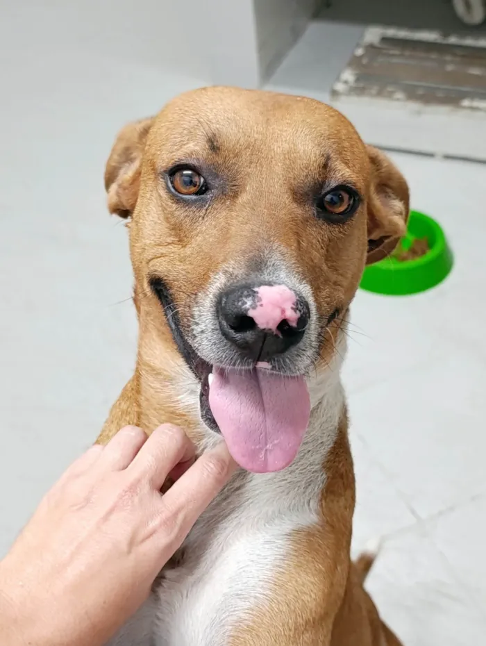 Cachorro ra a SRD-ViraLata idade 3 anos nome Chico