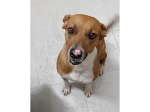 Cachorro raça SRD-ViraLata idade 3 anos nome Chico
