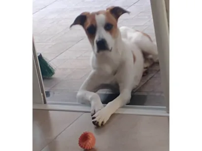 Cachorro raça SRD-ViraLata idade 1 ano nome Max