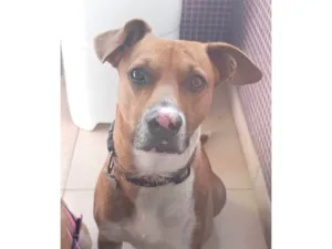 Cachorro raça SRD-ViraLata idade 3 anos nome Chico