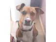 Chico