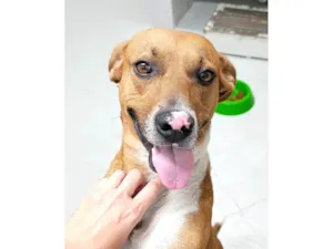 Cachorro raça SRD-ViraLata idade 3 anos nome Chico