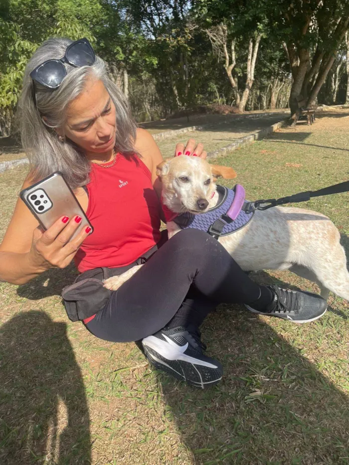 Cachorro ra a SRD-ViraLata idade 1 ano nome Bella