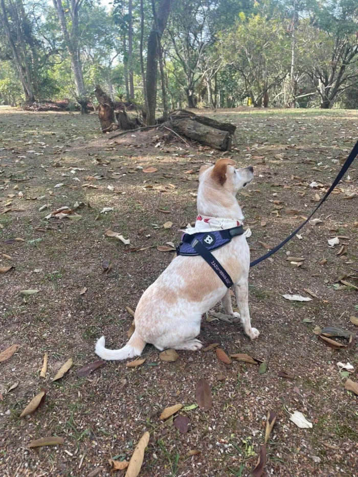 Cachorro ra a SRD-ViraLata idade 1 ano nome Bella