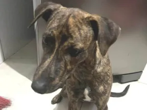 Cachorro raça SRD-ViraLata idade 7 a 11 meses nome baruk