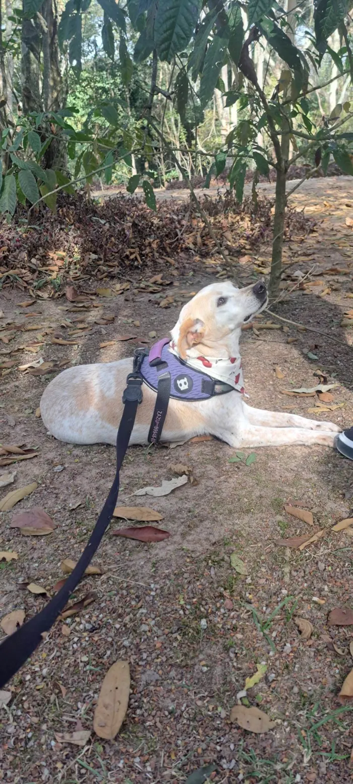 Cachorro ra a SRD-ViraLata idade 1 ano nome Bella