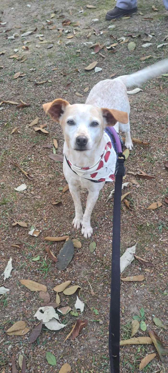 Cachorro ra a SRD-ViraLata idade 1 ano nome Bella