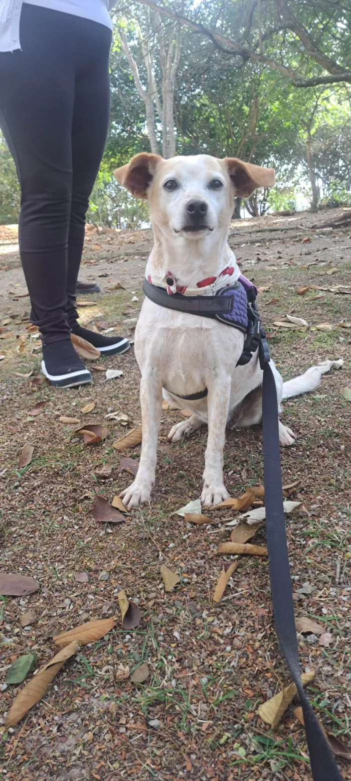 Cachorro ra a SRD-ViraLata idade 1 ano nome Bella