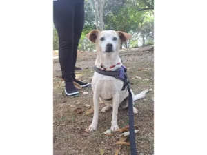 Cachorro raça SRD-ViraLata idade 1 ano nome Bella