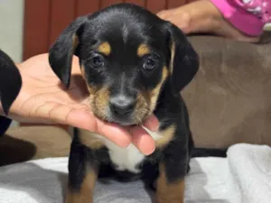 Cachorro raça SRD-ViraLata idade Abaixo de 2 meses nome Filhote