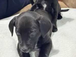Cachorro raça SRD-ViraLata idade Abaixo de 2 meses nome Filhote