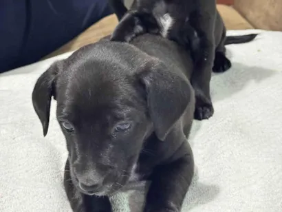 Cachorro raça SRD-ViraLata idade Abaixo de 2 meses nome Filhote