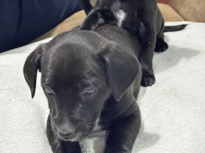 Cachorro ra a SRD-ViraLata idade Abaixo de 2 meses nome Filhote
