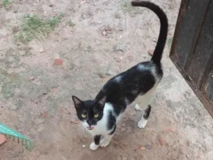 Gato raça Siamês idade Abaixo de 2 meses nome Lela