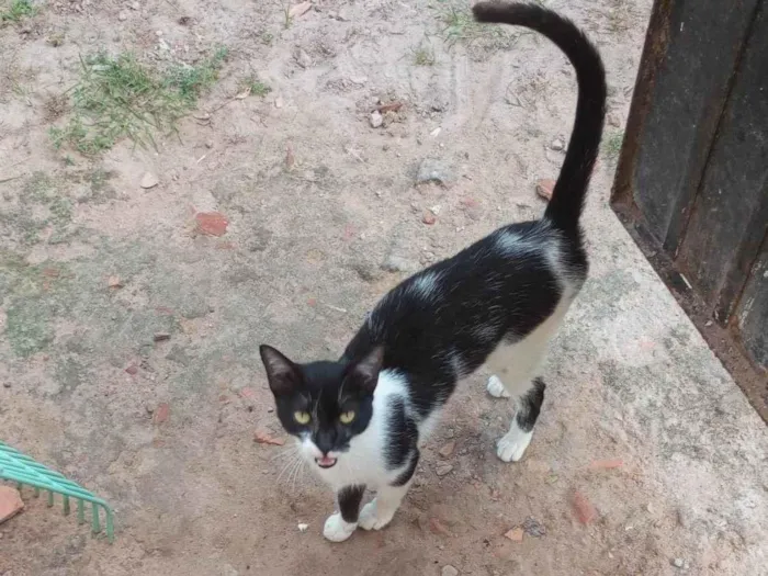 Gato ra a Siamês idade Abaixo de 2 meses nome Lela