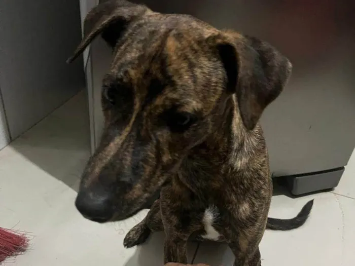 Cachorro ra a SRD-ViraLata idade 7 a 11 meses nome baruk