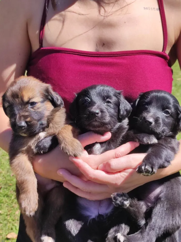 Cachorro ra a SRD-ViraLata idade Abaixo de 2 meses nome Sem nome
