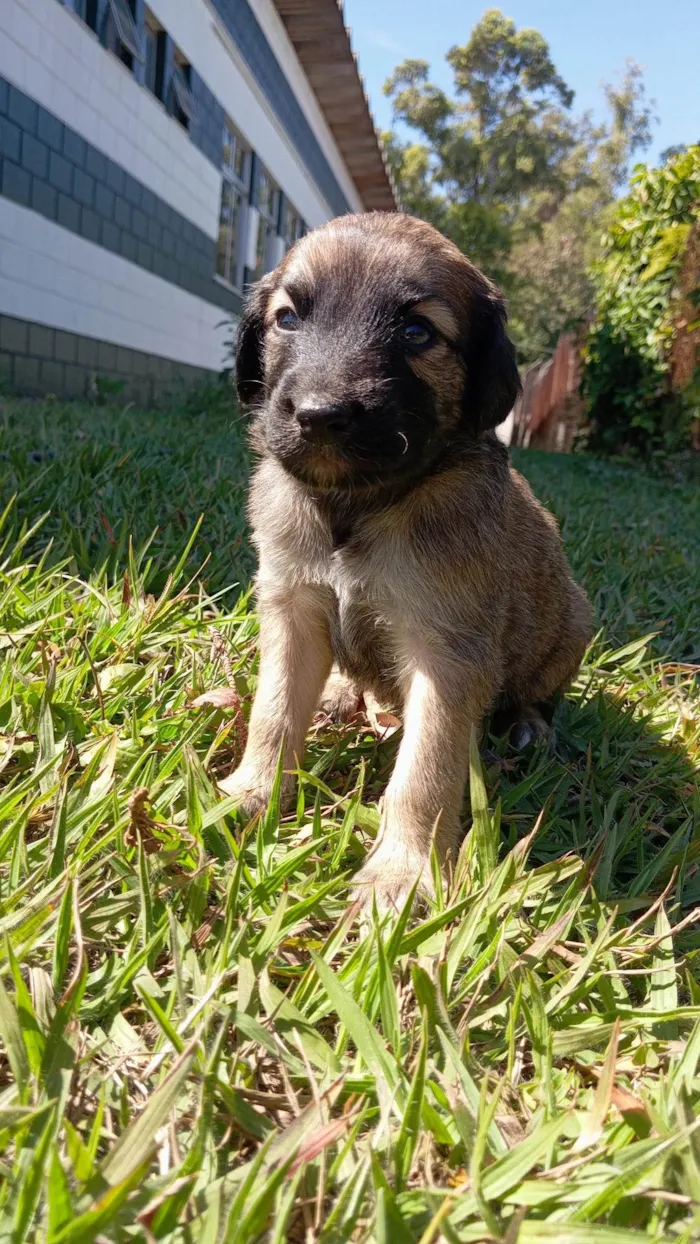 Cachorro ra a SRD-ViraLata idade Abaixo de 2 meses nome Sem nome