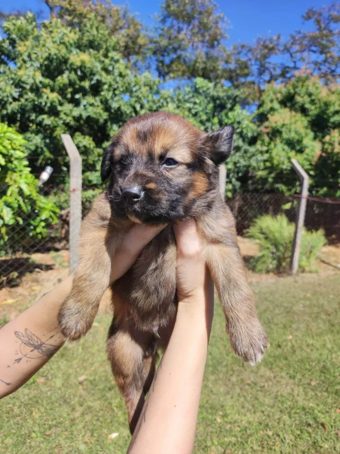 Cachorro ra a SRD-ViraLata idade Abaixo de 2 meses nome Sem nome