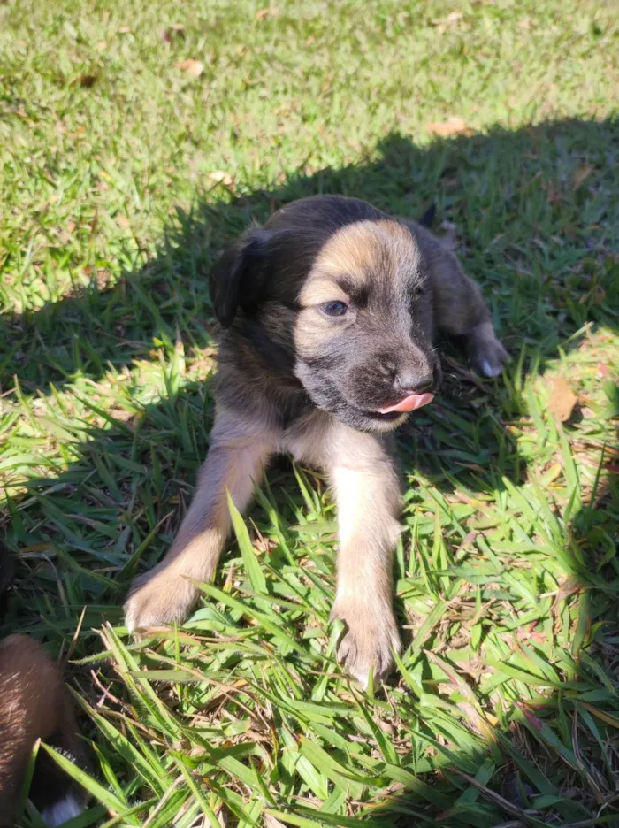 Cachorro ra a SRD-ViraLata idade Abaixo de 2 meses nome Sem nome