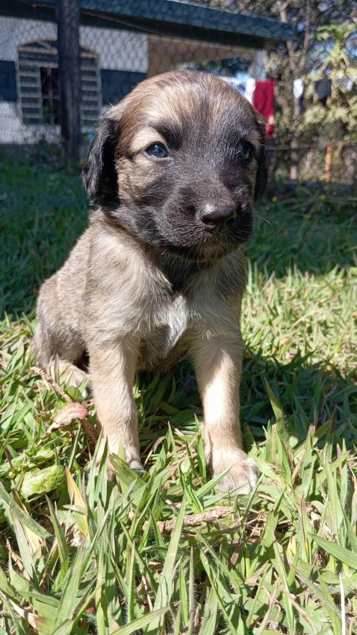 Cachorro ra a SRD-ViraLata idade Abaixo de 2 meses nome Sem nome
